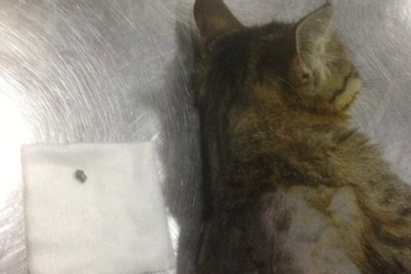 Житель Еревана «развлекается» отстрелом бездомных котят