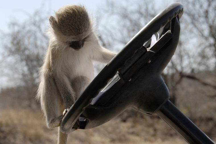 В России задержан автобус с обезьянами из Армении