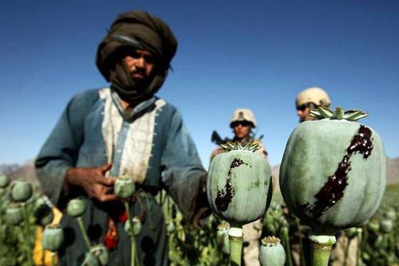 ООН зафиксировала скачок производства опиума в Афганистане, угрожающий всплеском наркомании по всему миру