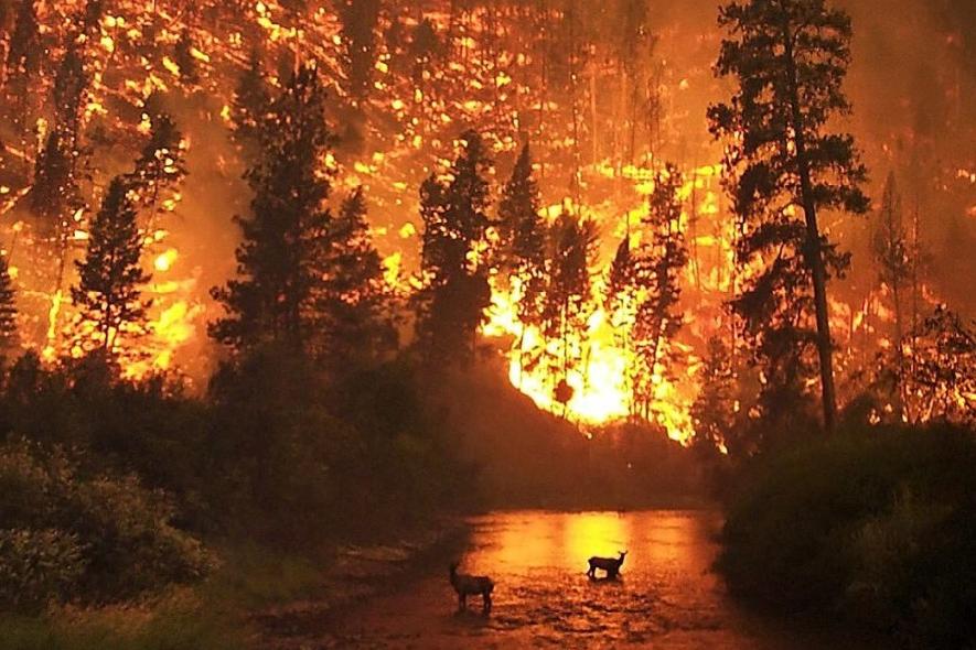 В Испании и Португалии из-за лесных пожаров погибло около 30 человек