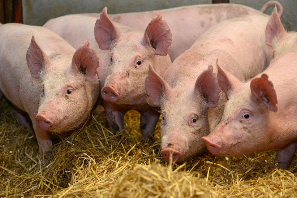 В семи странах зафиксирована африканская чума свиней: Армения ограничивает импорт