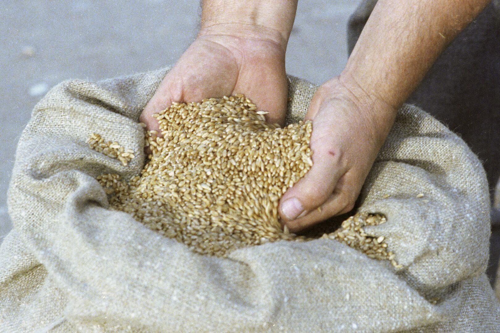 Грузия прекратила экспорт пшеницы и ячменя в Армению