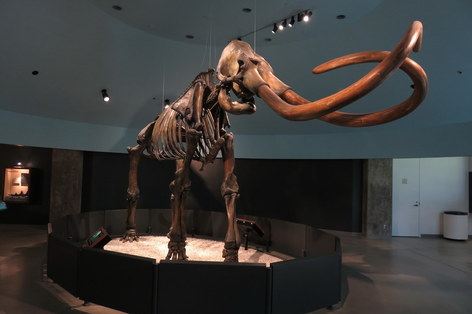В Мексике обнаружено огромное кладбище мамонтов: возраст некоторых костей может достигать 35 000 лет