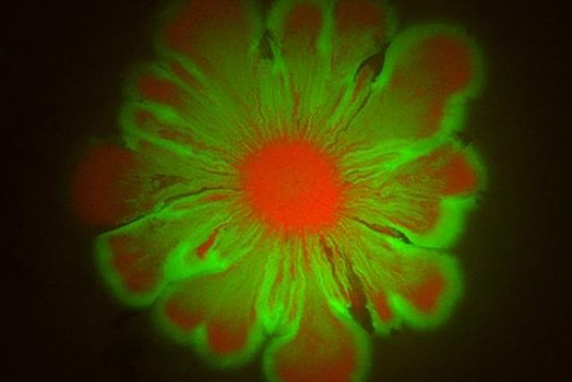 Случайное открытие: смешанные колонии бактерий способны создавать удивительные, похожие на цветы, узоры