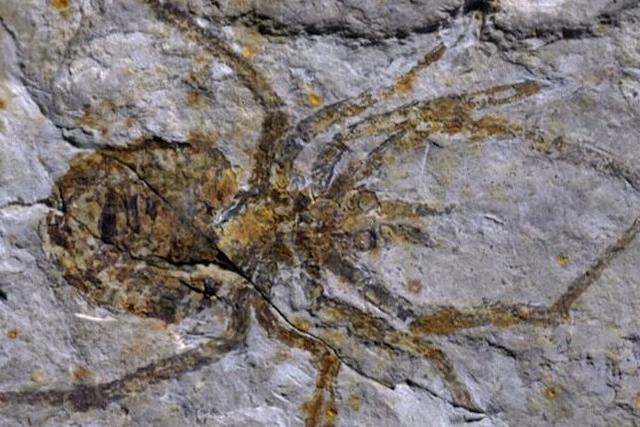 Паук мезозойской эры, описанный учеными как новый вид, оказался…  китайской подделкой