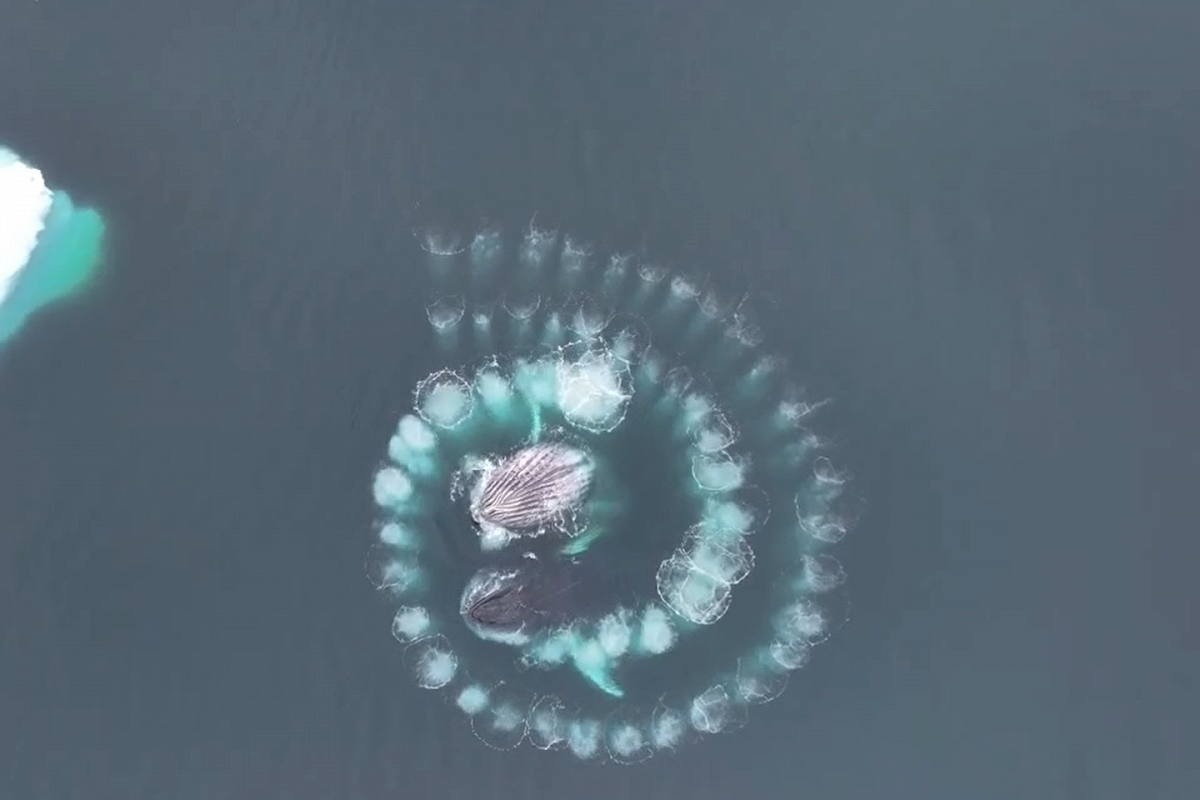 Горбатые киты начертили в воде спираль Фибоначчи