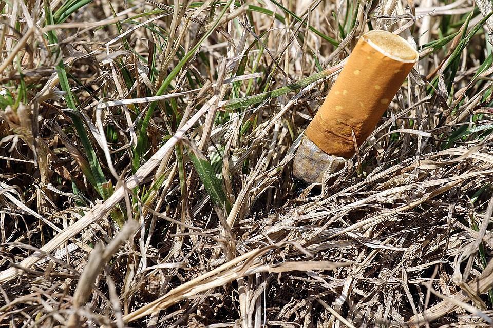 Токсичные вещества, накопленные в фильтрах выкуренных сигарет, серьезно угрожают экологии: WSJ