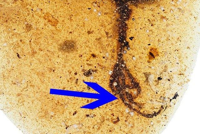 Сюрприз из бирманских шахт: обнаружена странная конечностть древнего существа, пролежавшая в застывшей смоле 99 миллионов лет