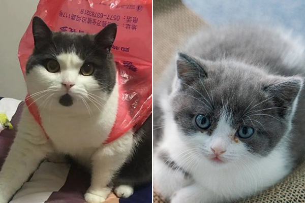 Почему первый в мире клонированный кот оказался совершенно не похож на оригинал