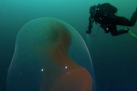Необычное явление: в Северном Ледовитом океане засняли редкий объект, похожий на «инопланетный» эмбрион