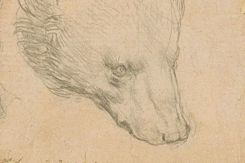 Набросок Леонардо да Винчи «Голова медведя» продали на аукционе за рекордную сумму