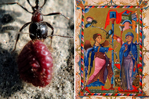 Чудо Араратской долины – армянская кошениль: только «вордан кармир» считался достойным цветом для царских мантий
