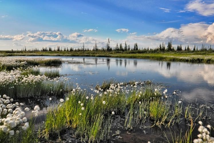 Глобальное потепление, урбанизация и сельское хозяйство вытеснили экосистемы на сотни километров к северу: исследование 
