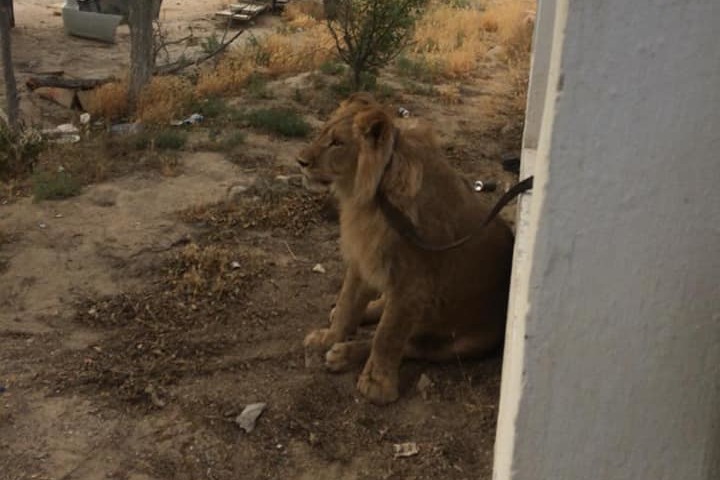 По улицам казахстанского села разгуливал африканский лев 