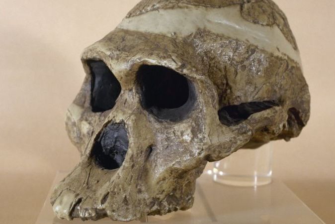 Ученые выяснили, что раннему предку человека на миллион лет больше, чем считалось