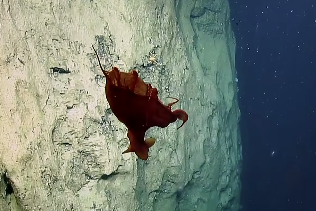 Ученые засняли на видео необычного осьминога: его видовая принадлежность точно не определена