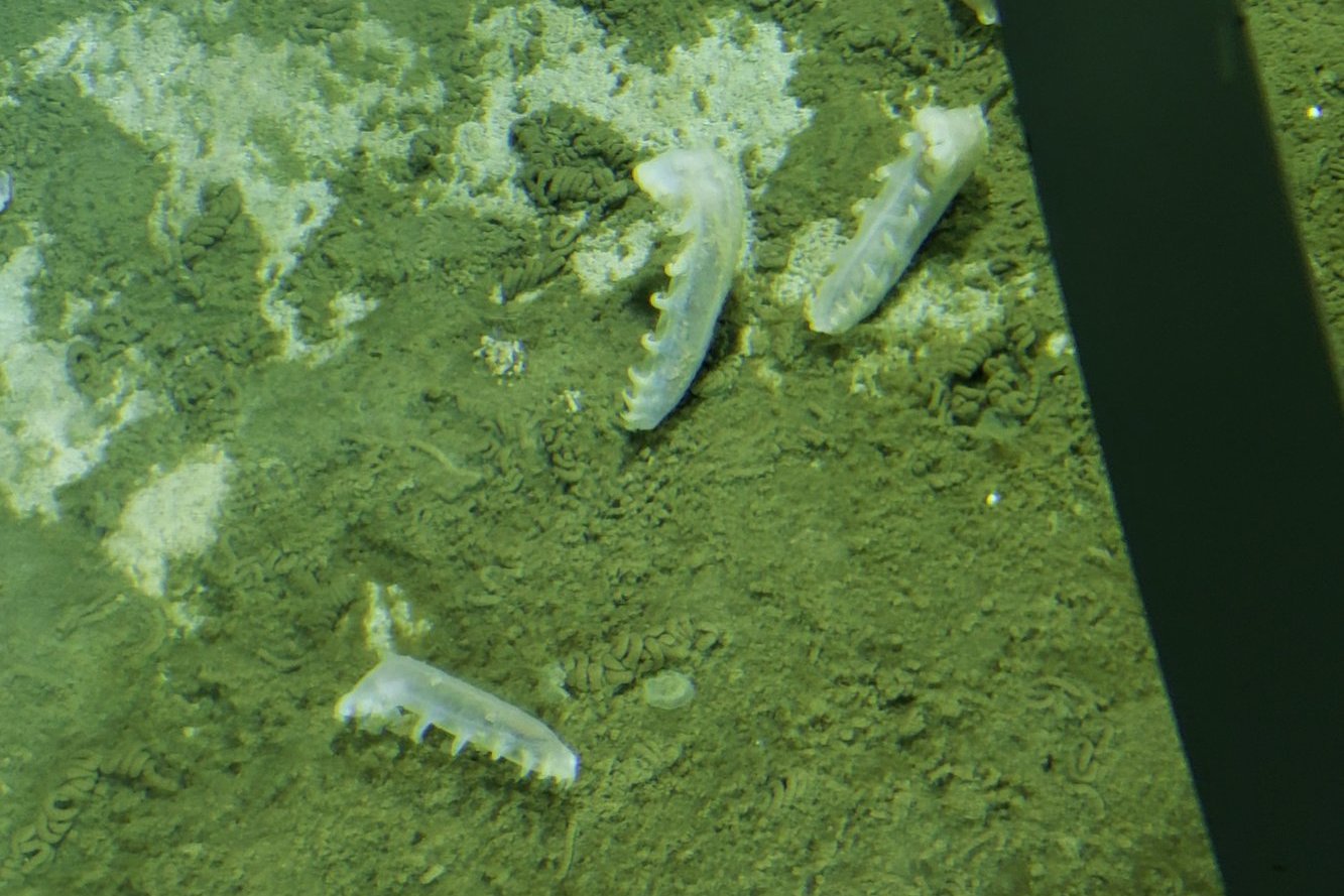 В Чилийском желобе на глубине 8000 метров обнаружили неизвестные науке микроорганизмы