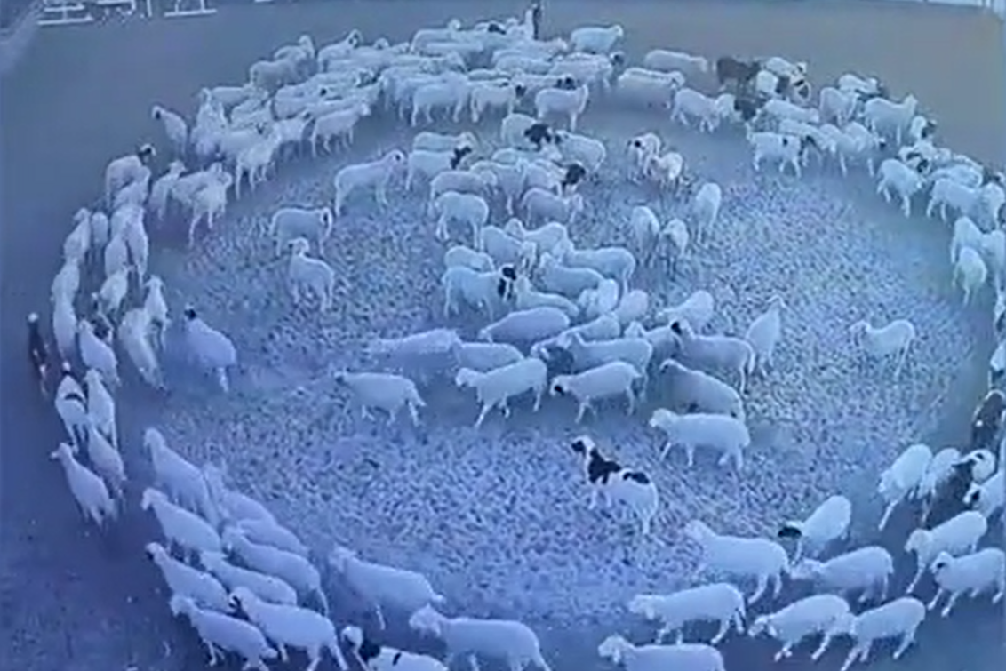 Странное явление: в Китае сотни овец без остановки ходили по кругу 12 дней