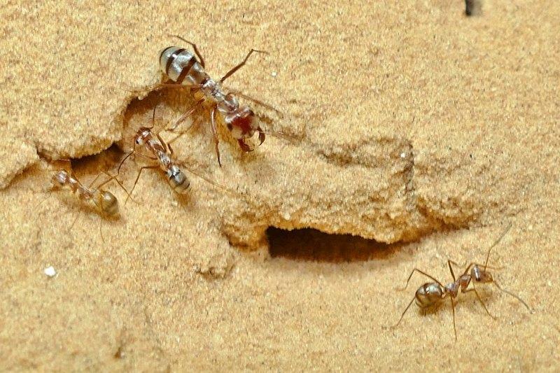 855 миллиметров в секунду: найден самый быстрый муравей