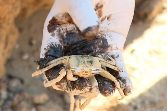 Экологическое бедствие: десятки тонн мазута выбросило на большую часть средиземноморского побережья Израиля
