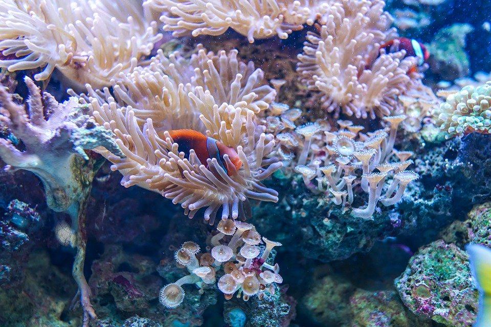 «Самое грустное погружение в моей жизни»: дайвер показал гибель кораллов 
