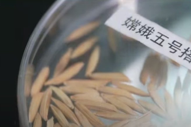 Китай собрал первую партию «космического риса» из семян, побывавших на лунной орбите