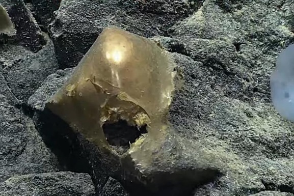 У подножия подводного вулкана у берегов Аляски найдено уникальное золотое яйцо