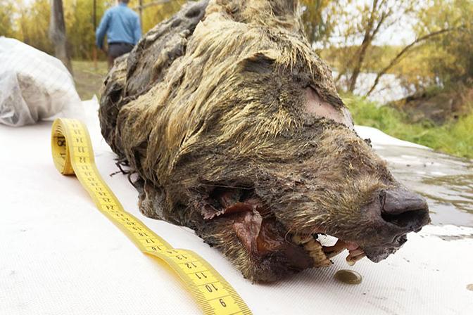 В Сибири найдена огромная голова волка, в течение 40 000 лет превосходно сохранившаяся в вечной мерзлоте