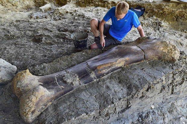 Ученые на территории Франции обнаружили бедренную кость крупнейшего зверя в истории