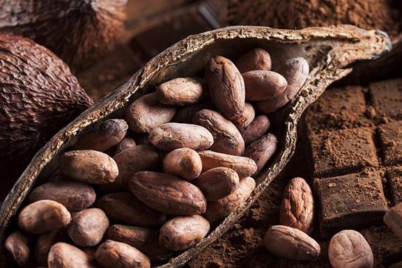 Какао-бобы способны продлить жизнь и избавить от ожирения