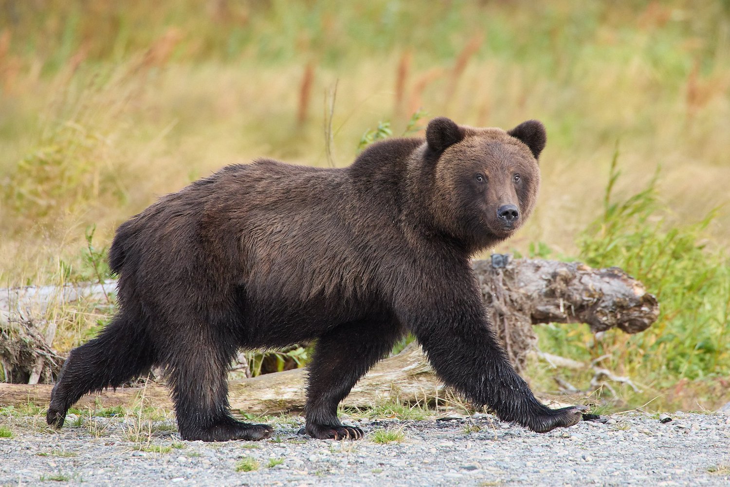 В Италии дикий медведь прошел 150 километров ради любимого печенья, которое воровал с помойки пекарни