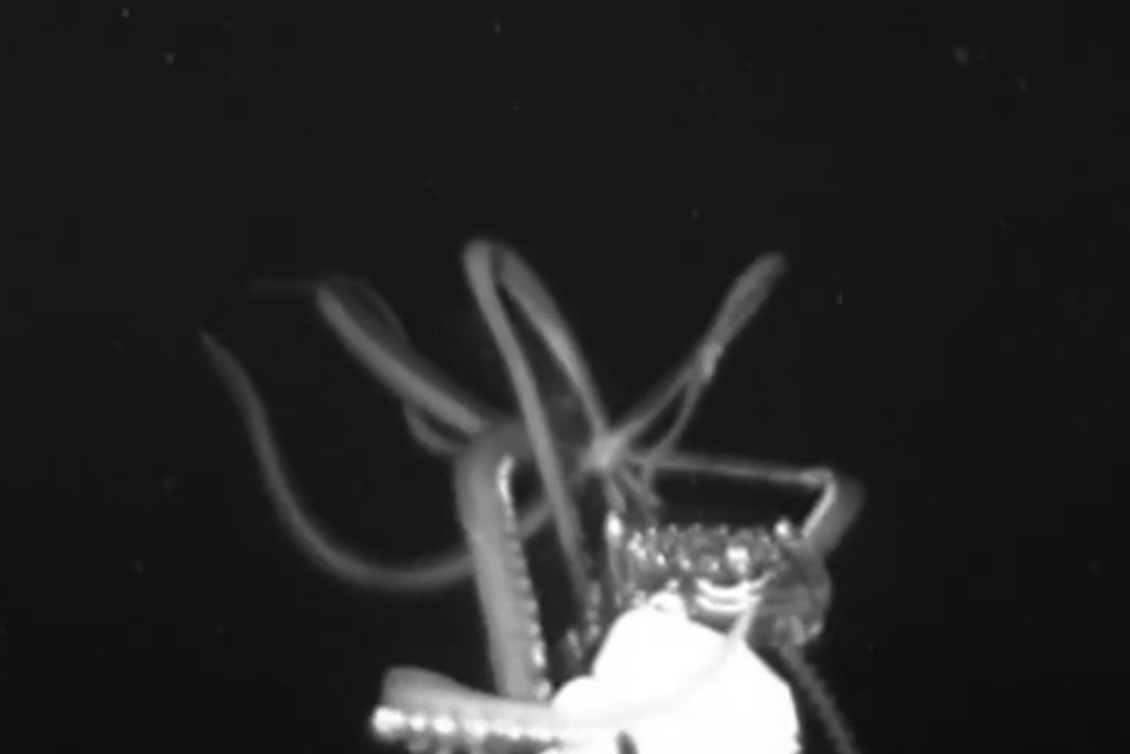 Вовсе не легенда: ученые смогли приманить гигантского кальмара к камере и провести редчайшую съемку  