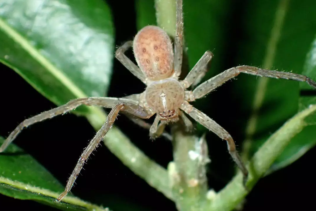 Немецкий арахнолог назвал открытый им новый род гигантских пауков в честь Греты Тунберг 