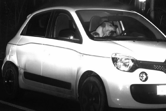 Собака за рулем не только повеселила немецкую полицию, но и помогла хозяину избежать штрафа