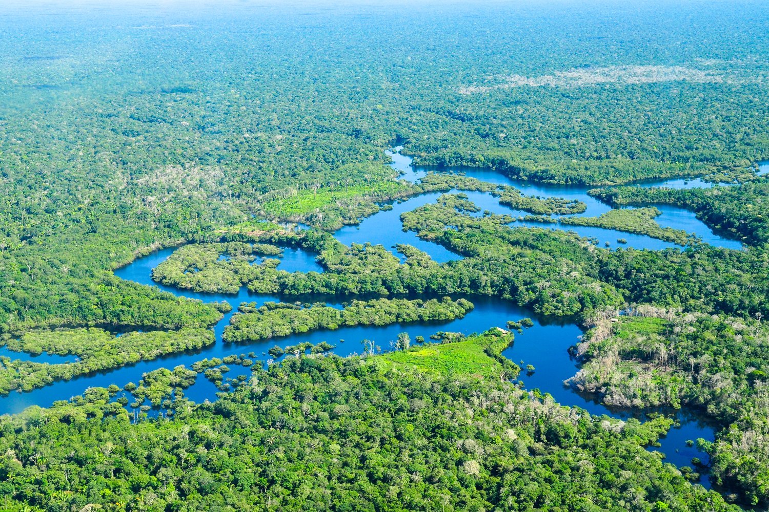 Знаменитые дождевые амазонские леса находятся на грани уничтожения: отчет WWF