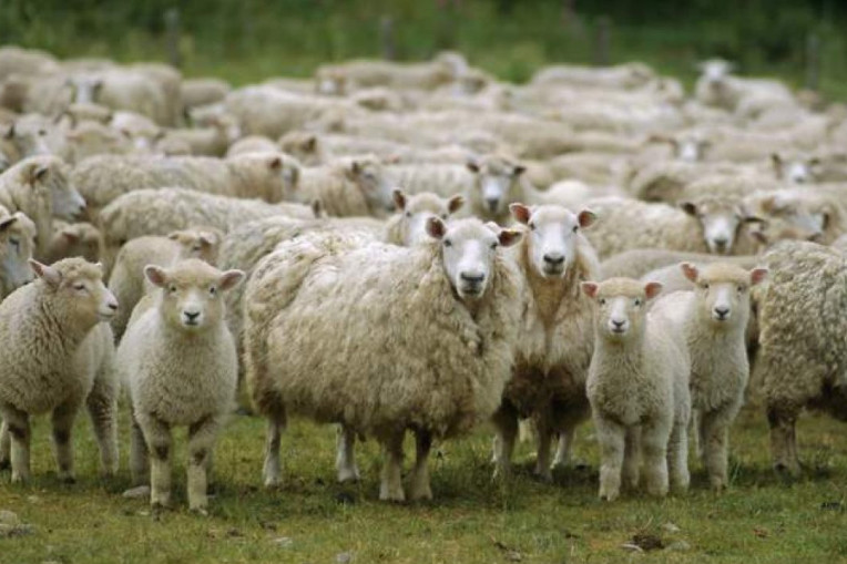 Սյունեցու վարկով գնած 120 ոչխարները հակառակորդը չի վերադարձրել, իսկ կազմակերպությունը պահանջում է վճարել վարկը․ ՄԻՊ-ը բարձրաձայնում է