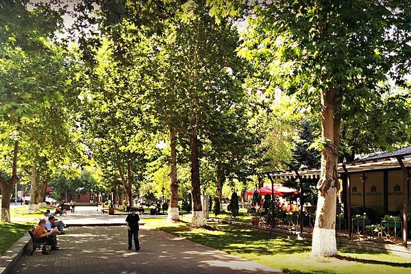 Улицы и скверы Еревана пополнятся новыми видами деревьев