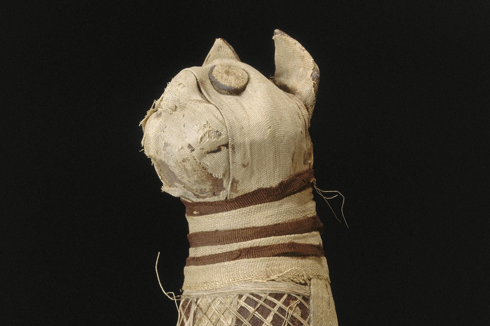 Пять задних лап и три хвоста: ученые узнали, что находится внутри древнеегипетской мумии кошки