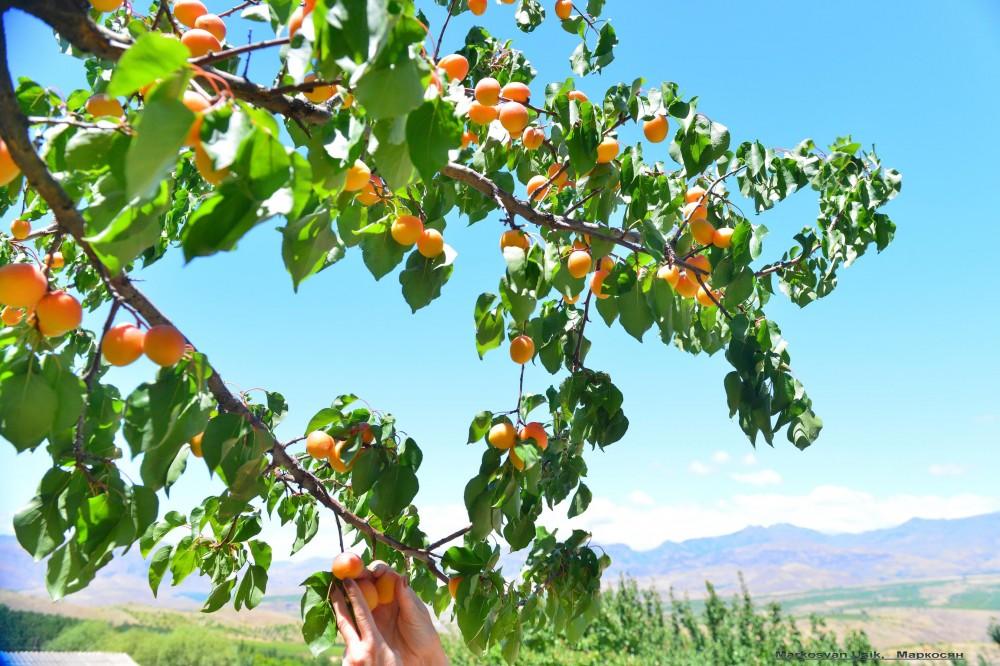 Prunus armeniaca: абрикос –  самый армянский фрукт со вкусом солнца