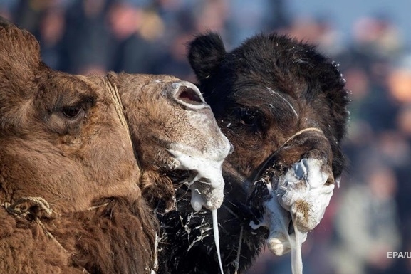 В Саудовской Аравии организаторы конкурса красоты среди верблюдов дисквалифицировали десятки животных из-за… инъекций ботокса