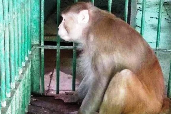 В Индии обезьяна имеющая пристрастие к спиртным напиткам и оставшаяся без них убила человека