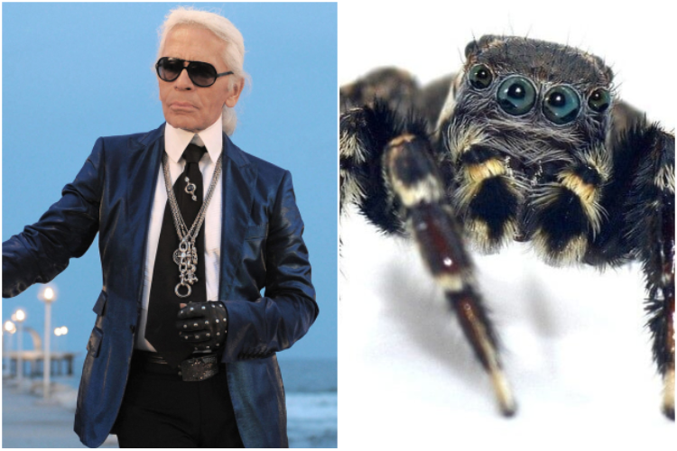 Внешнее сходство: ученые назвали паука в честь легендарного кутюрье Карла Лагерфельда