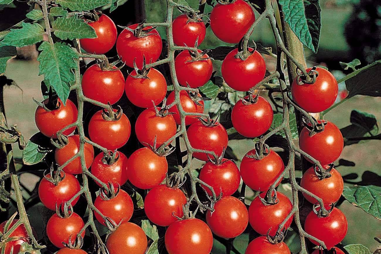 Эксперт: Есть программа, способная повысить урожайность помидоров в Армении