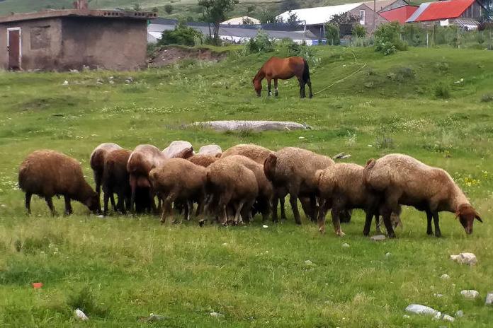 Մարտունիի սարերում գայլերը հոշոտել են գյուղացու 27 ոչխարներին, 13-ին՝ վնասել 
