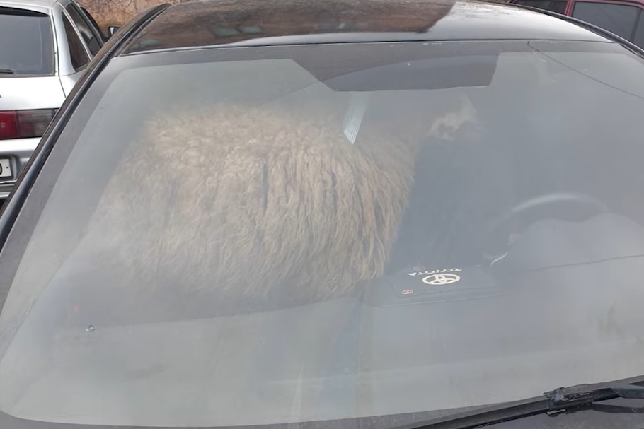 Օշականից գողացած 6 ոչխարներից մեկը հայտնաբերվել է Տոյոտայում