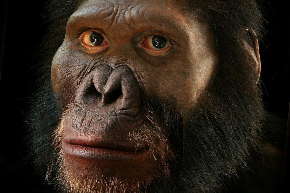 В Африке обнаружили древнейшего человекоподобного гоминида: это поможет лучше понять эволюцию человека в целом