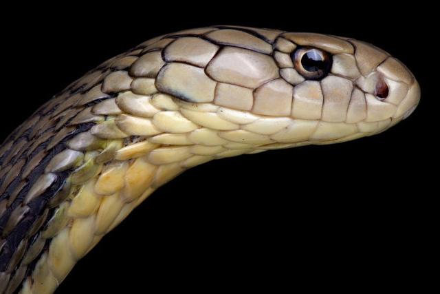 Новый коронавирус, возможно, произошел от змей, которые продаются на рынке в китайском Ухане