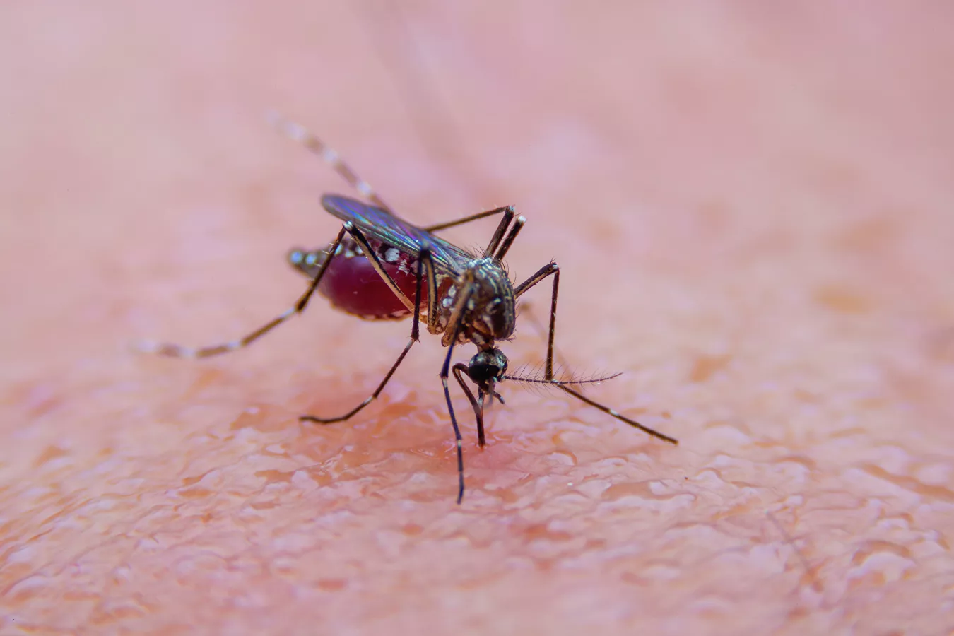 Американские ученые вывели некусачие виды комаров, которые вытеснят своих диких сородичей