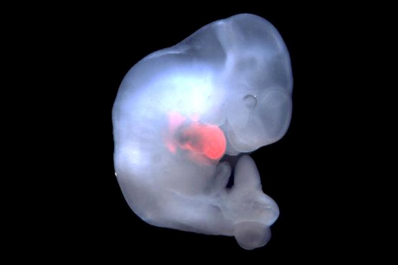 Испанские ученые смогли создать эмбрион-гибрид человека и обезьяны