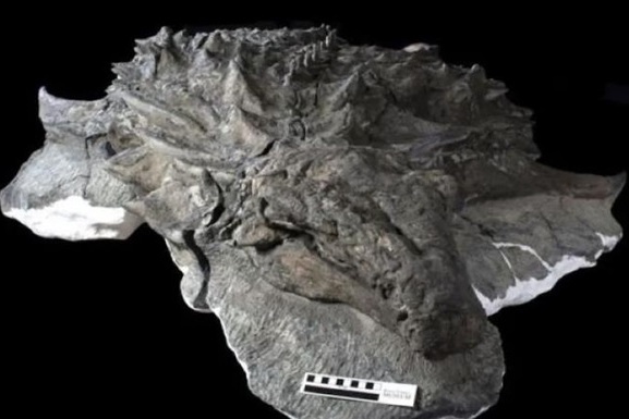 Находка «одна на миллиард»: археологи обнаружили практически цельную окаменелость динозавра 